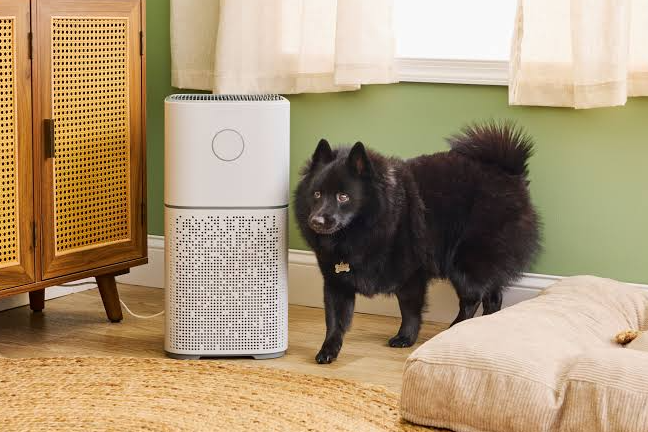 Best Air Purifier for Cat Allergies